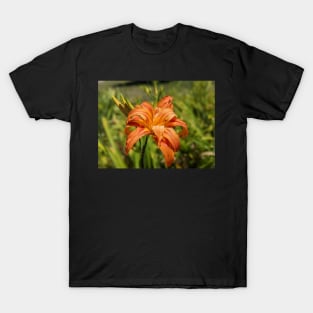 First Day Lily Bloom of the Season T-Shirt